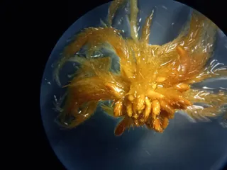 Specimen media asset