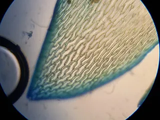Specimen media asset