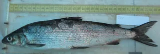 Specimen media asset
