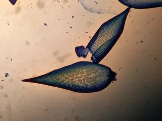 Specimen media asset