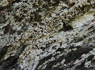Specimen media asset