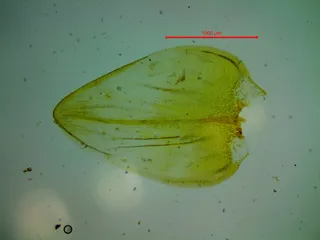 Specimen media asset