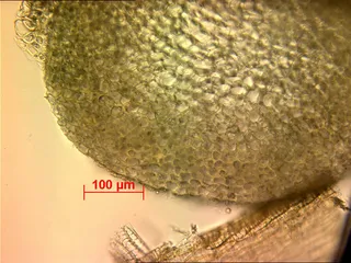 Specimen media asset