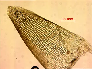 Specimen media asset