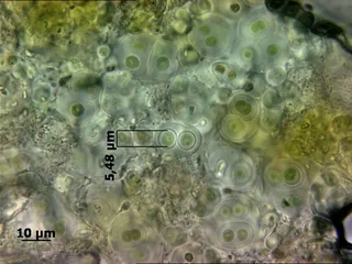 Specimen media asset