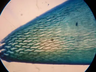Specimen media asset
