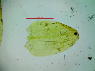 Specimen media asset