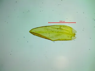 Specimen media asset