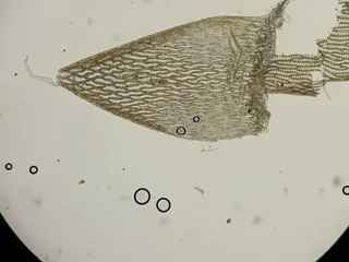 Specimen media asset