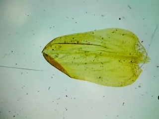 Specimen media asset