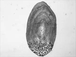 Specimen media asset