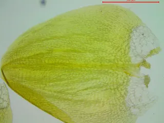 Specimen media asset