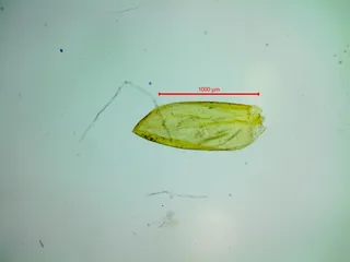 Specimen media asset