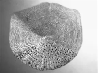 Specimen media asset