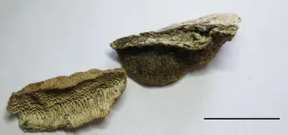 Specimen media asset