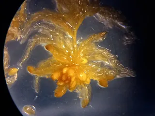 Specimen media asset
