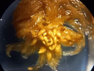 Specimen media asset