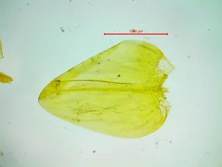 Specimen media asset