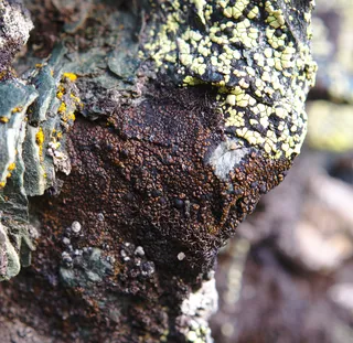 Specimen media asset