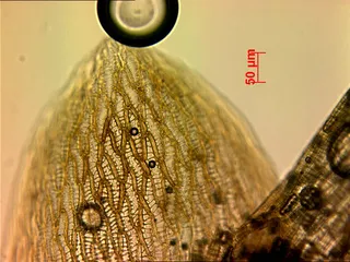 Specimen media asset