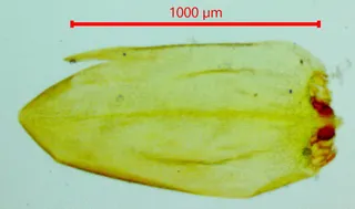 Specimen media asset