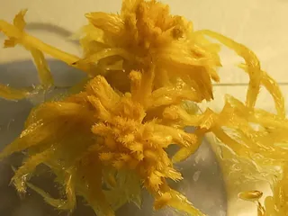 Specimen media asset
