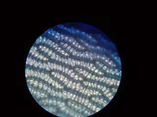 Specimen media asset