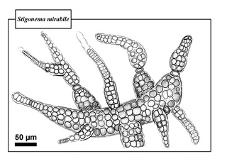 Specimen media asset