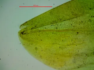 Specimen media asset