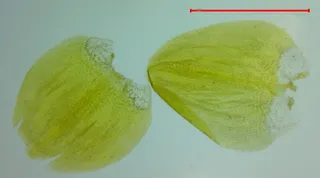 Specimen media asset