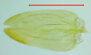 Specimen media asset
