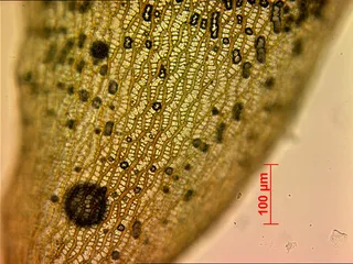 Specimen media asset