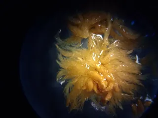 Specimen media asset