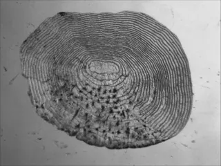 Specimen media asset
