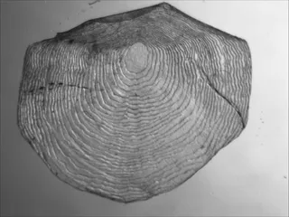 Specimen media asset